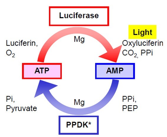 ATP-AMP-Hyserve