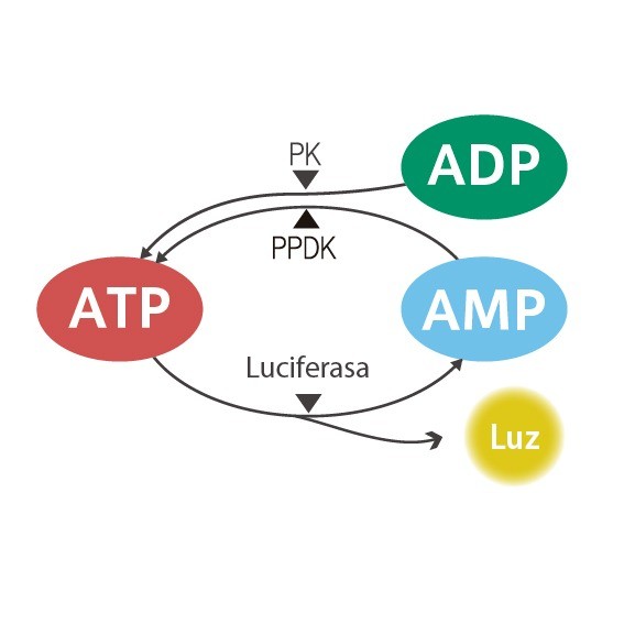 ciclo-ATP-kikkoman